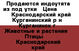 Продаются индоутята из под утки › Цена ­ 100-130 - Краснодарский край, Курганинский р-н, Курганинск г. Животные и растения » Птицы   . Краснодарский край